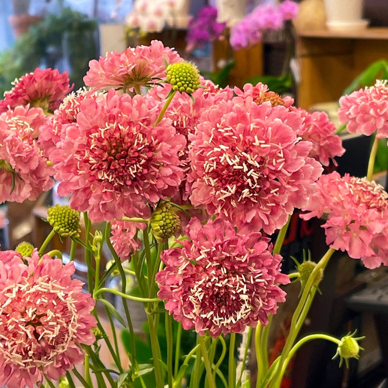 かわいいピンクのスカビオサ 大森の花屋 大花園の花ログ
