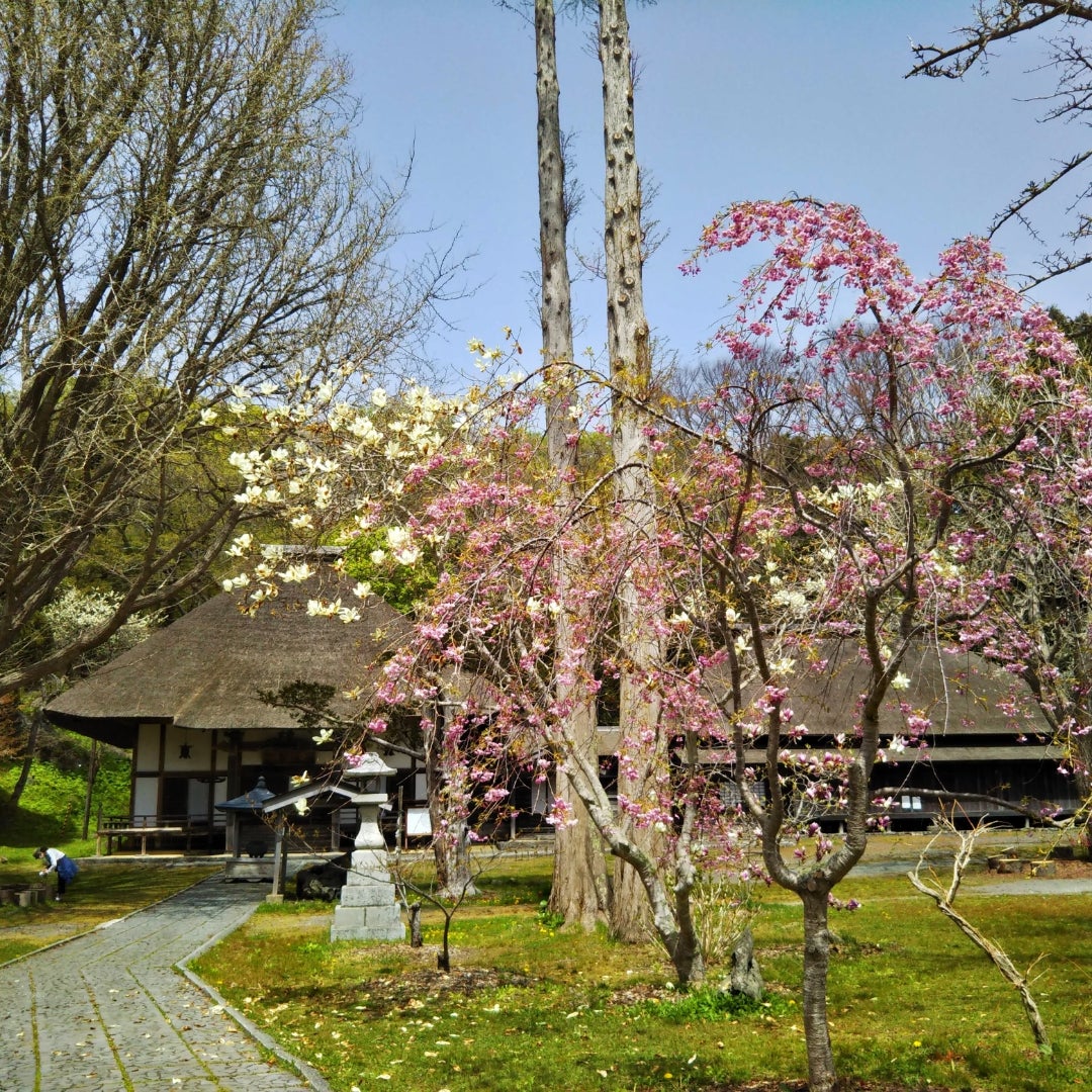 ひとり桜祭り 伊達市 有珠善光寺自然公園 北海道に移住した しげちのブログ ひとり桜祭り 伊達市 有珠善光寺自然公園 北海道に移住した しげちのブログ