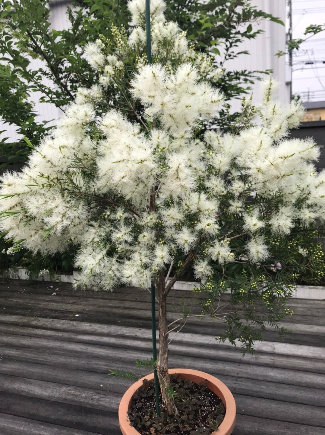 ティーツリーの花 おいしい紅茶が飲みたくて ティーツリーの花 おいしい紅茶が飲みたくて