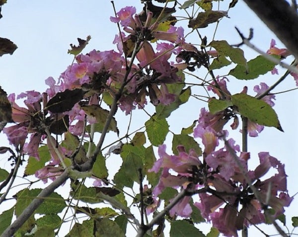 ≪花談義６５４≫　ポルトアレグレでもイペーロッショが咲き始めました。の記事より