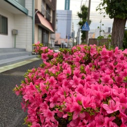 画像 白髪染め続けたいですか？ の記事より