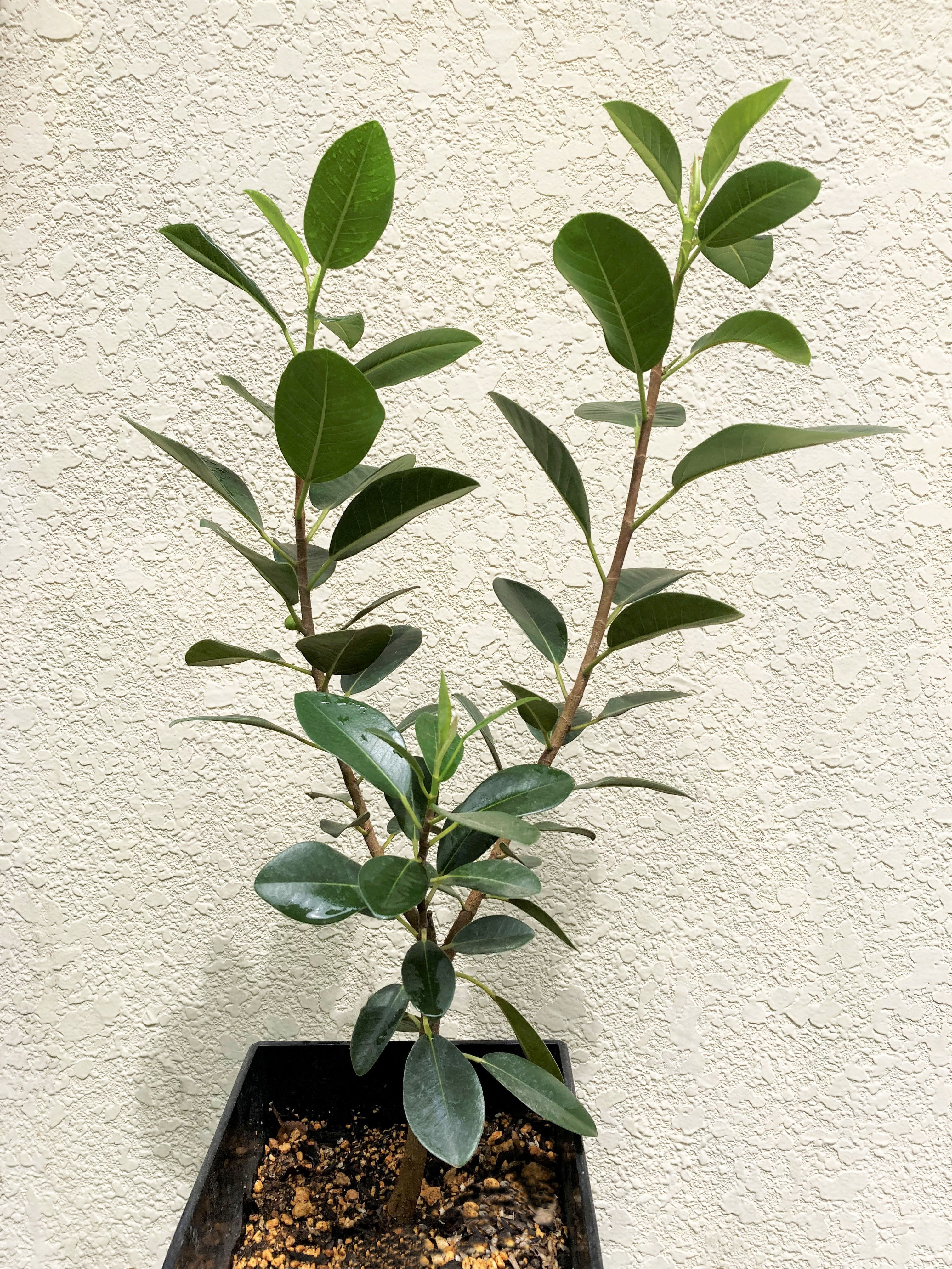 Ficus Rubiginosa フィカス・ルビギノーサ 「フランスゴムの木 