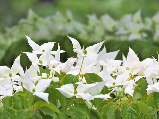 初夏に咲く白い花の樹木 自然を楽しむ