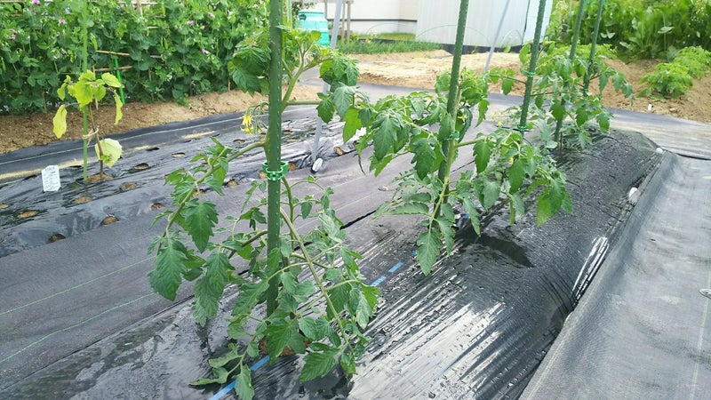 トマトの支柱 茄子の芽欠き 家庭菜園 料理 Etc