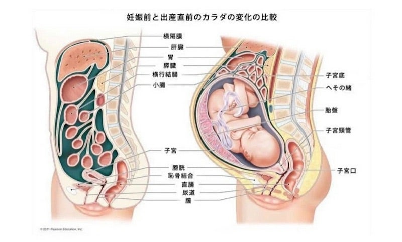 24w3d】妊娠中の内臓の位置 | 不妊治療からの妊娠→育児記録♡