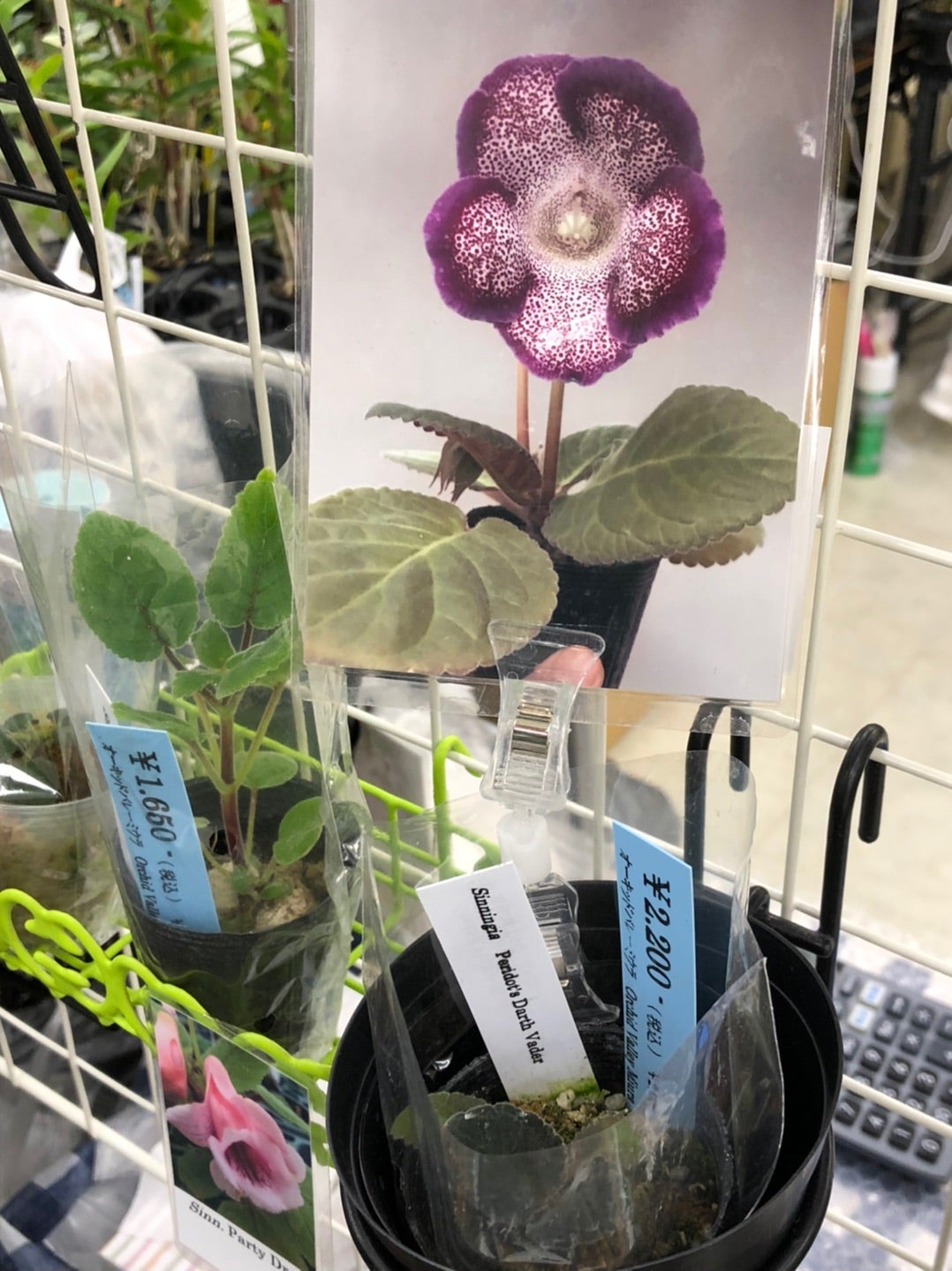 ラン展で爆買い中 その8 | コタブロ日記 多肉植物・ヤシ・蘇鉄 ラン展で爆買い中 その8 | コタブロ日記 多肉植物・ヤシ・蘇鉄