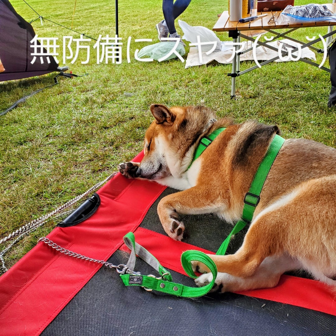 キャンプ用に買った犬用コットがお気に入り〜♪すやすや( ˘ᵕ˘ )したり、一緒に乗ったり♪ | 柴犬2匹と気軽にキャンプ♪キャンプ用品やその周辺について