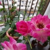 ブリリアントピンクアイスバーグ（雨の日）の画像