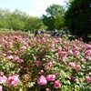 リージェンツ・パークのバラの画像