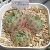 やっとラウイが動き出しましたの画像