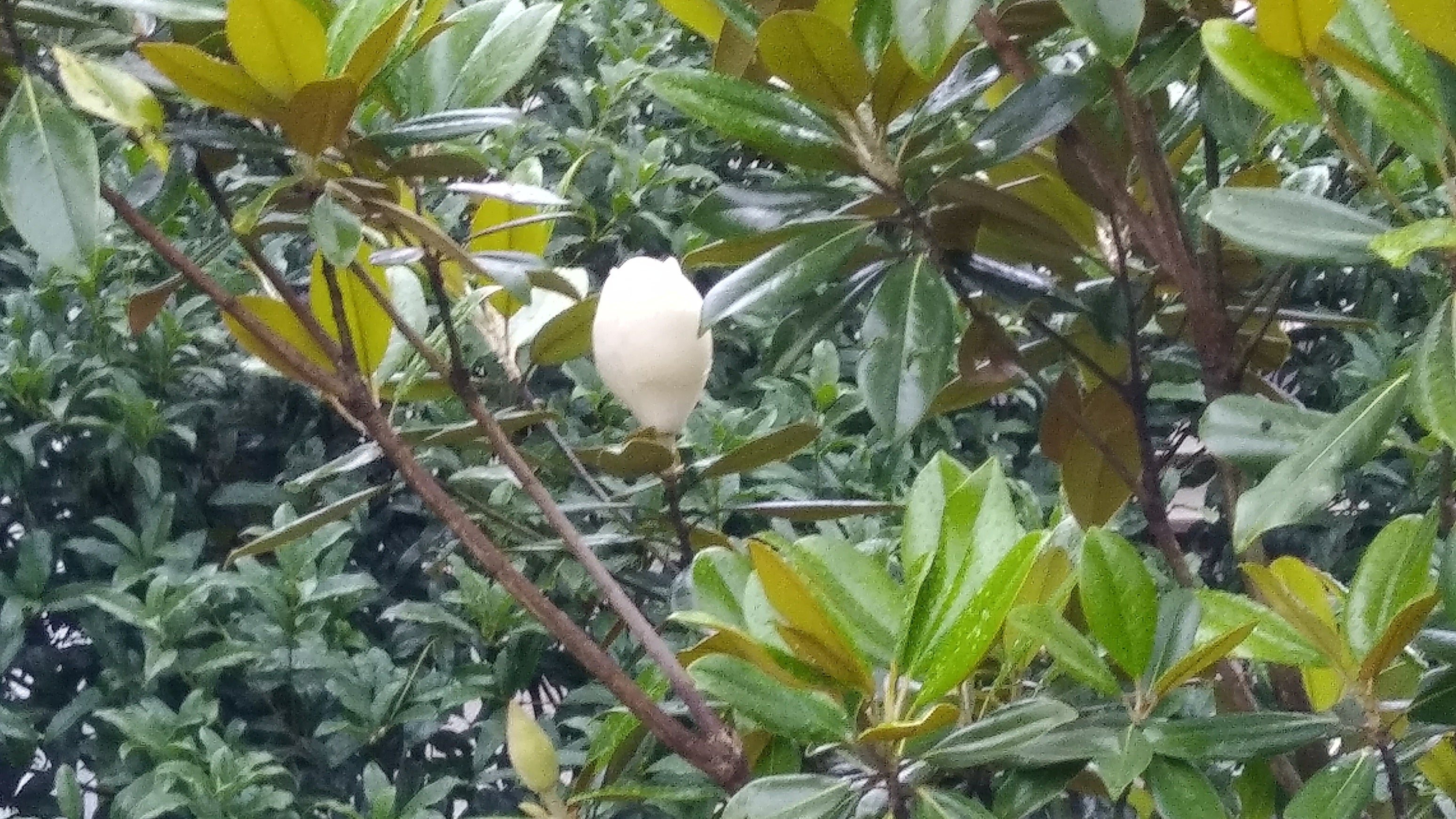 泰山木 たいざんぼく の花 穏やかに 軽やかに 晴れやかに 暮らす 泰山木 たいざんぼく の花 穏やかに 軽やかに 晴れやかに 暮らす