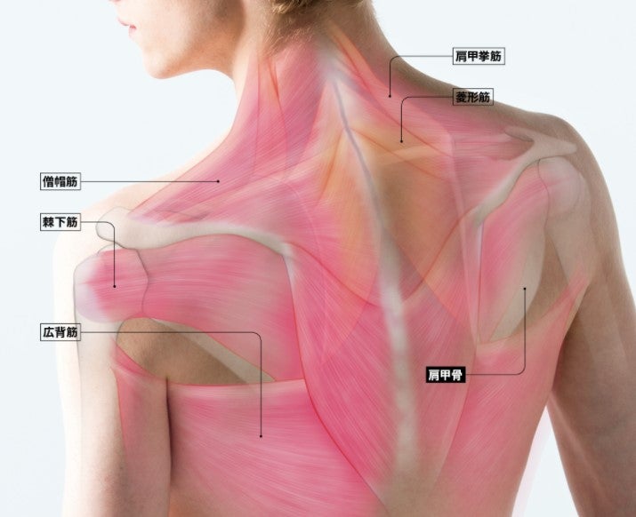 肩甲骨にはいくつの筋がついている？ | 挑戦！リラ検クイズ