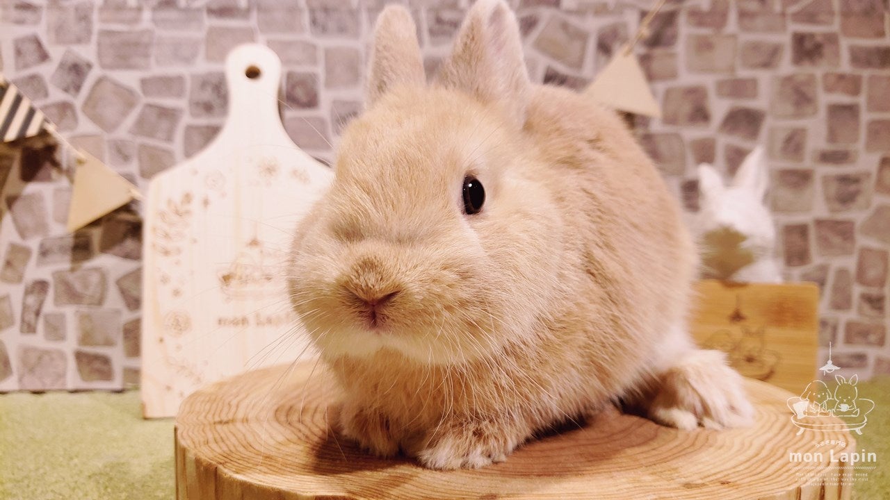 1年に2匹しか来ないウサギって…？ | 札幌のうさぎ専門店“mon Lapin”の 