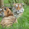 Whipsnade Zoo その１の画像