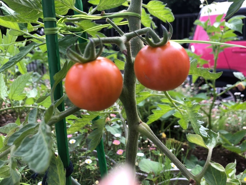 つるボケしちゃたミニトマトと大玉トマトの栽培 50歳からのブログ