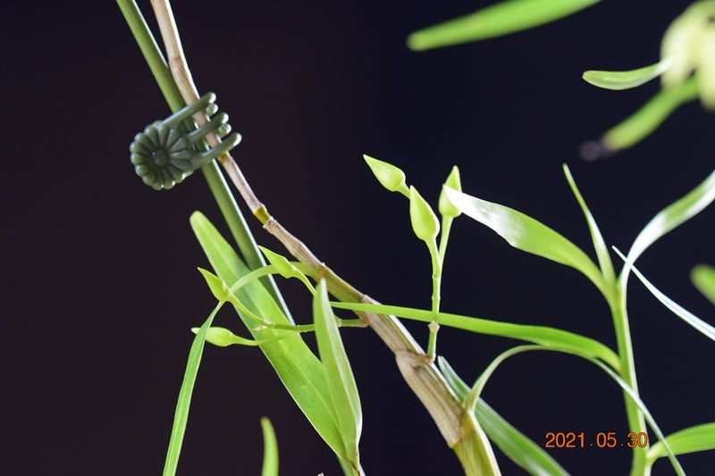 Dendrobium（Den.）hercoglossum f. album | ランに魅せられて