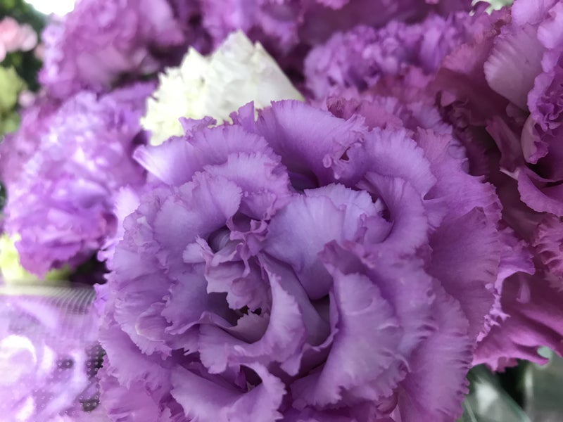 葬儀 お葬式 花言葉 トルコキキョウ 花祭壇 花で彩るお葬式 とむらび 元花屋が運営