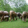 ハイド・パークのバラ園、グリーン・パークの象、メイフェアでバンクシーの画像