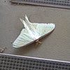 これは何？　モスラ？の画像