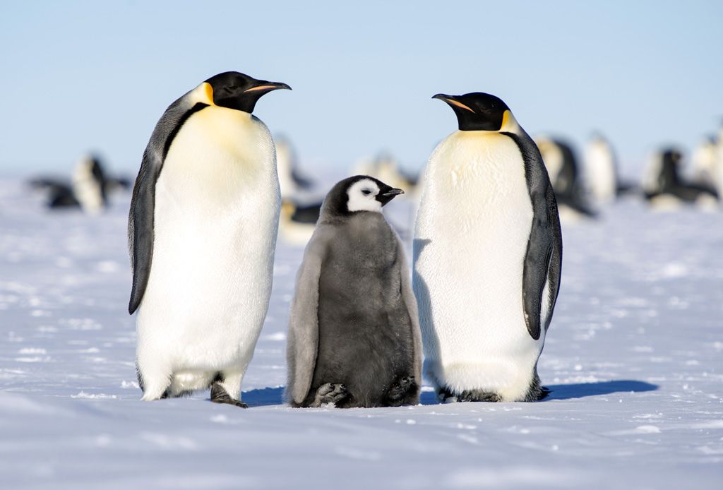 とりあえず ペンギンパパの生態記録