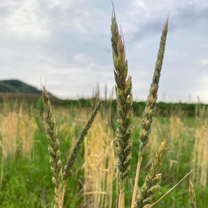 スペルト小麦の収穫の画像