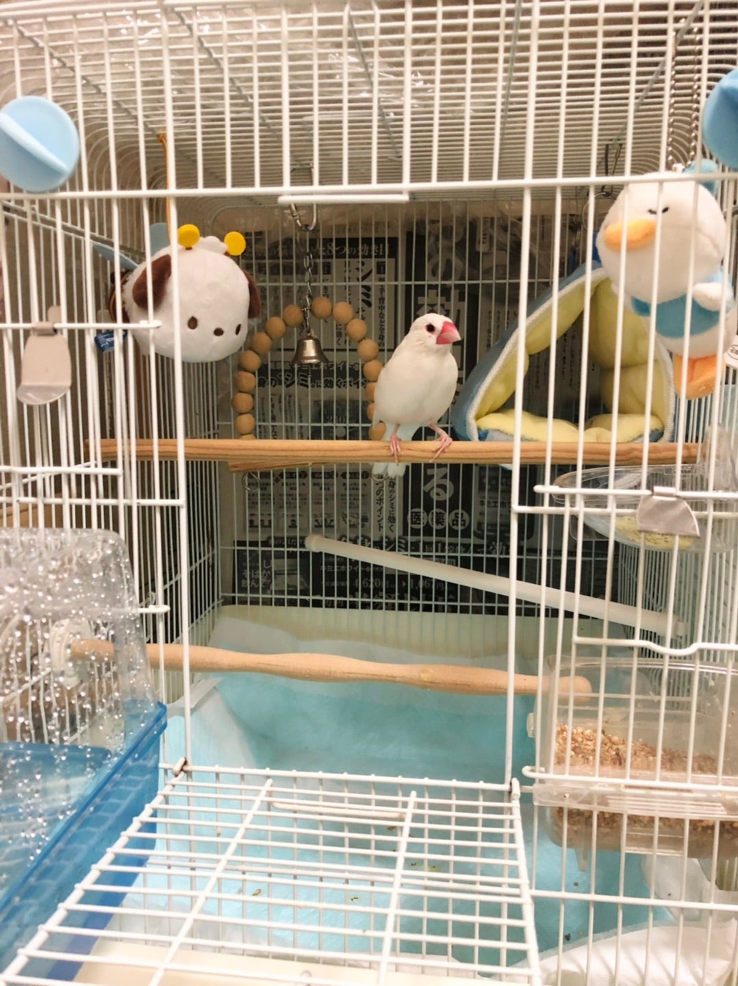 文鳥・セキセイインコ飼い必見】用品について! | ぶちゃいく猫と