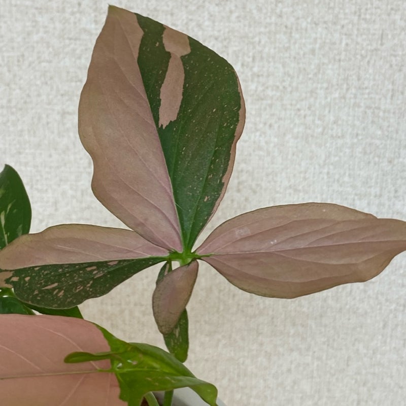 サトイモ科】シンゴニウムピンクスプラッシュ確保！葉の形、ドリル、色、とんたおもしろ三国志やで！ | ATSUSHI's Philodendron   Dendrobium Garden