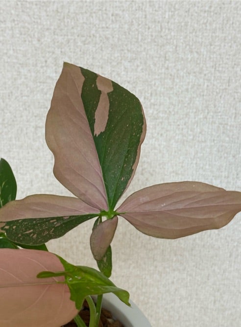サトイモ科】シンゴニウムピンクスプラッシュ確保！葉の形、ドリル、色 