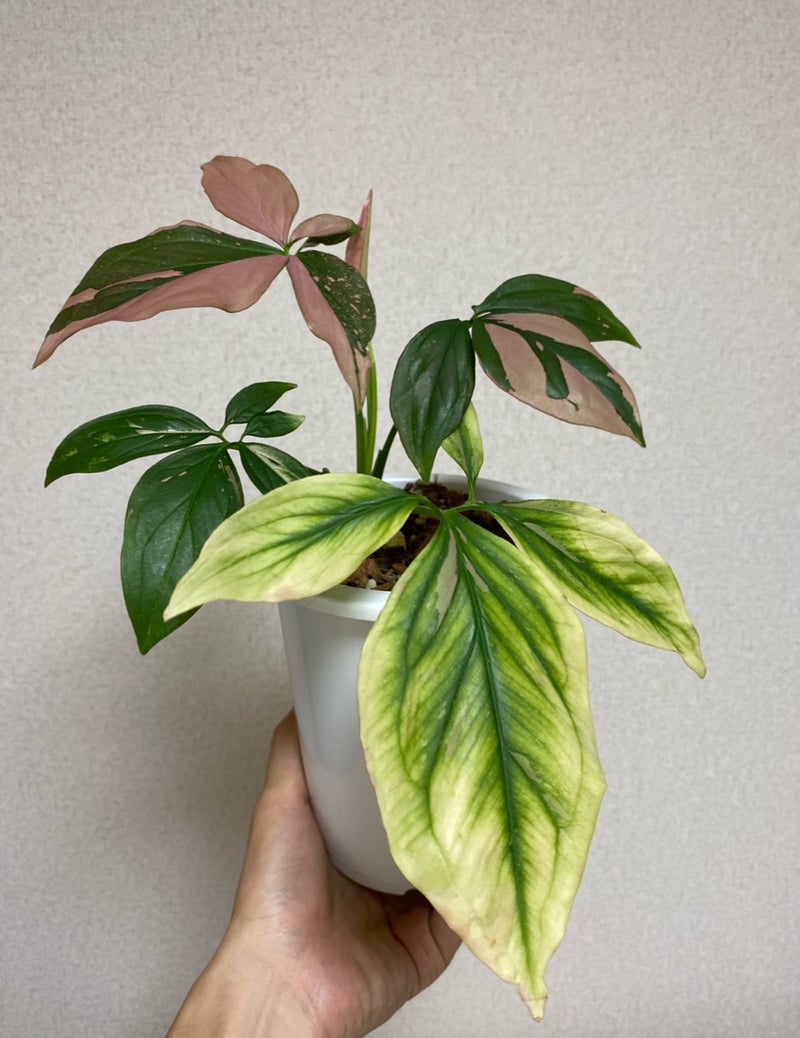 【サトイモ科】シンゴニウムピンクスプラッシュ確保！葉の形、ドリル、色、とんたおもしろ三国志やで！ | ATSUSHI's Philodendron   Dendrobium Garden