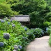 ”明月院ブルー"＋更なる鎌倉の魅力大発見の一日の画像