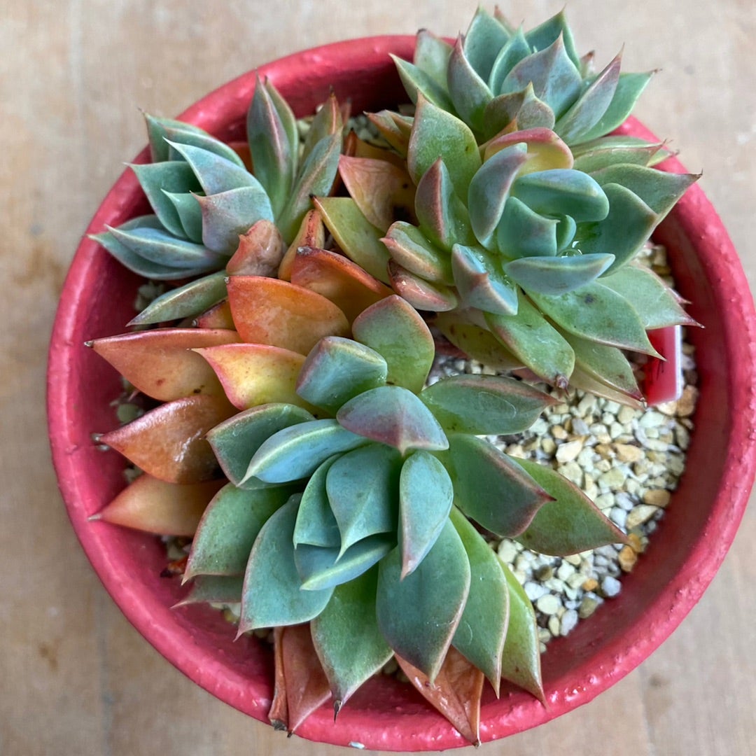 大和のバラ Echeveria 'Yamato-no-bara' | 多肉日記(たにっき)