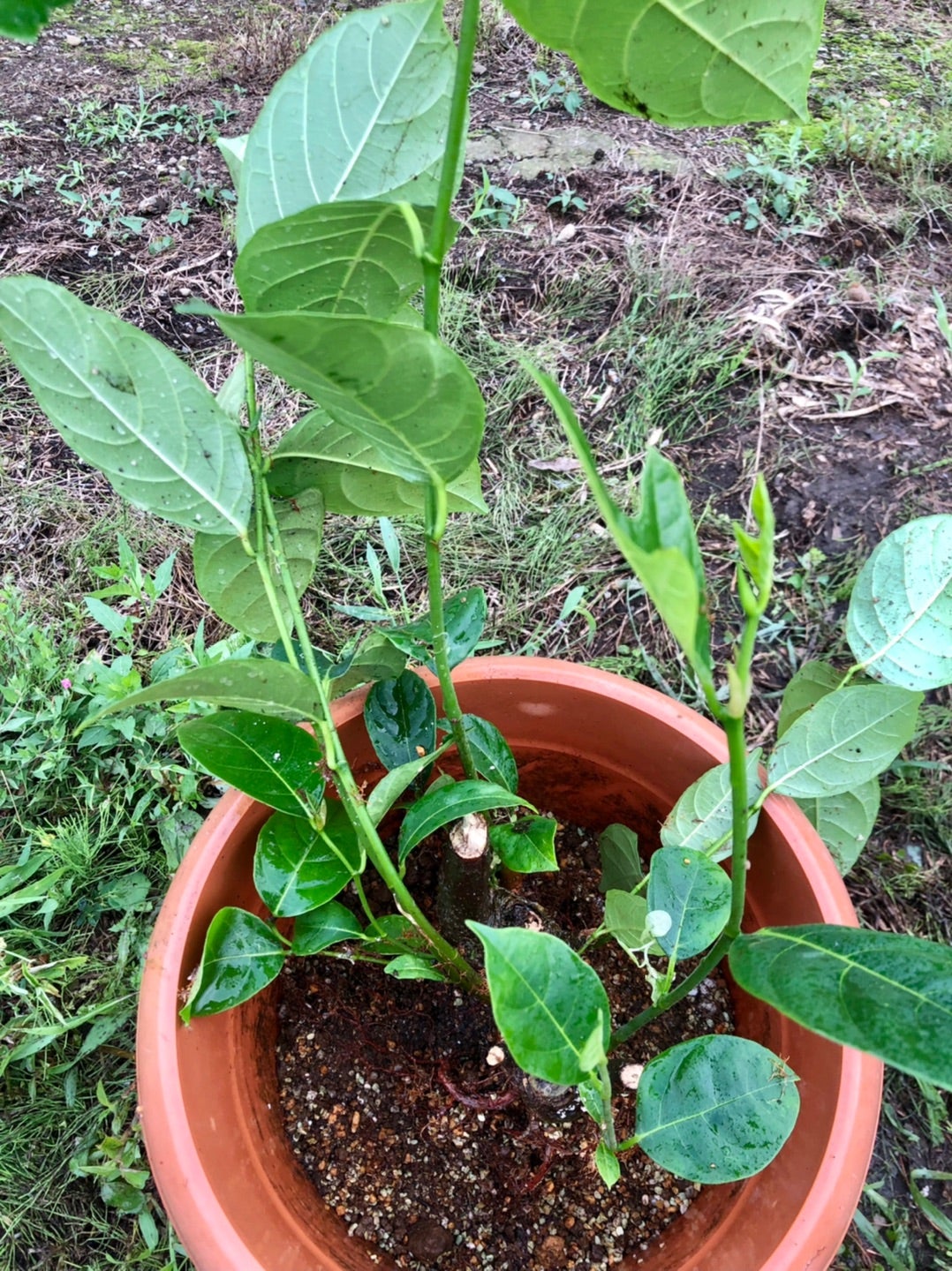 アガベ・アメリカーナを植え替えました。 | コタブロ日記 多肉植物