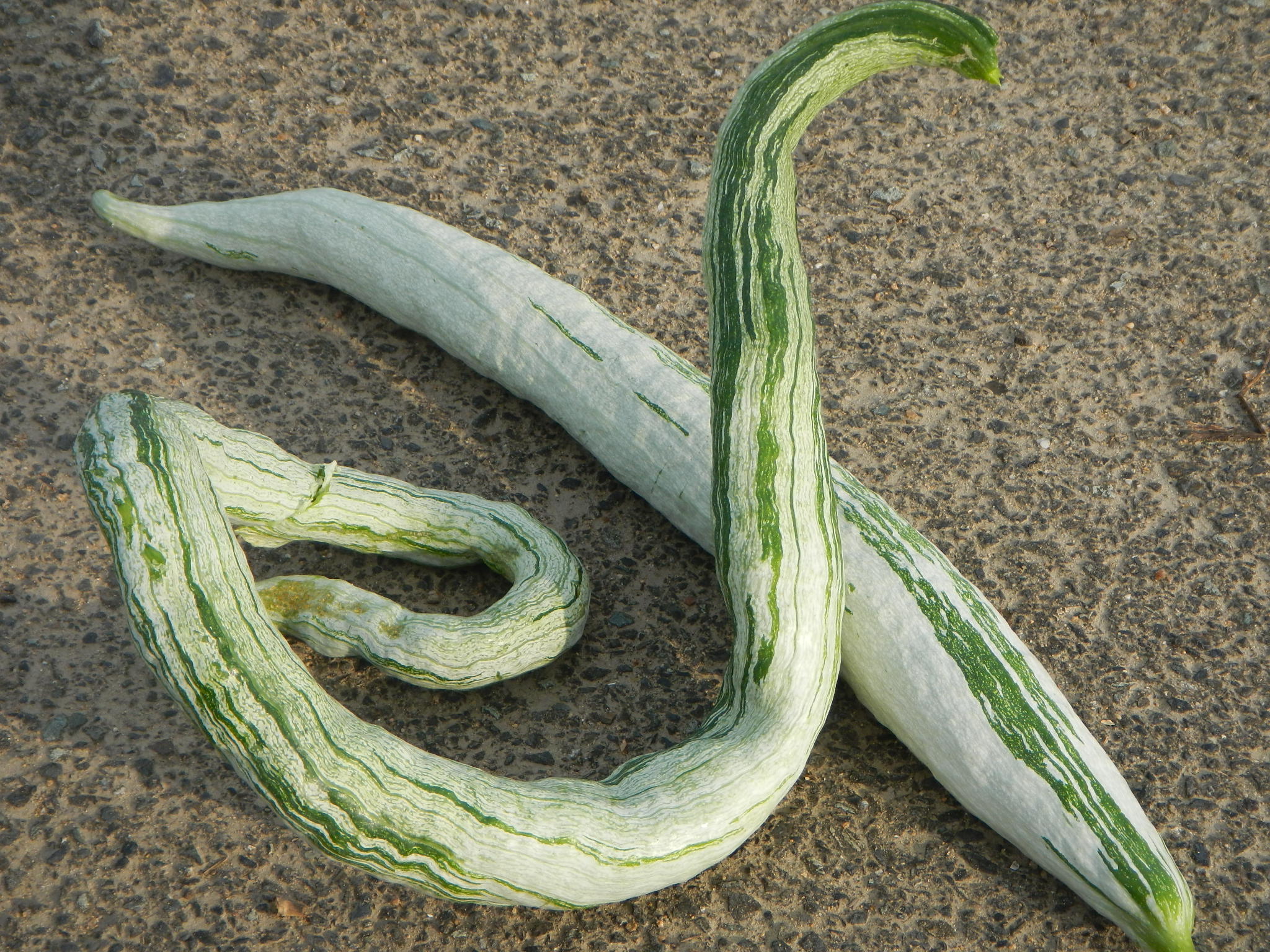 蛇瓜-药用植物花谱-图片