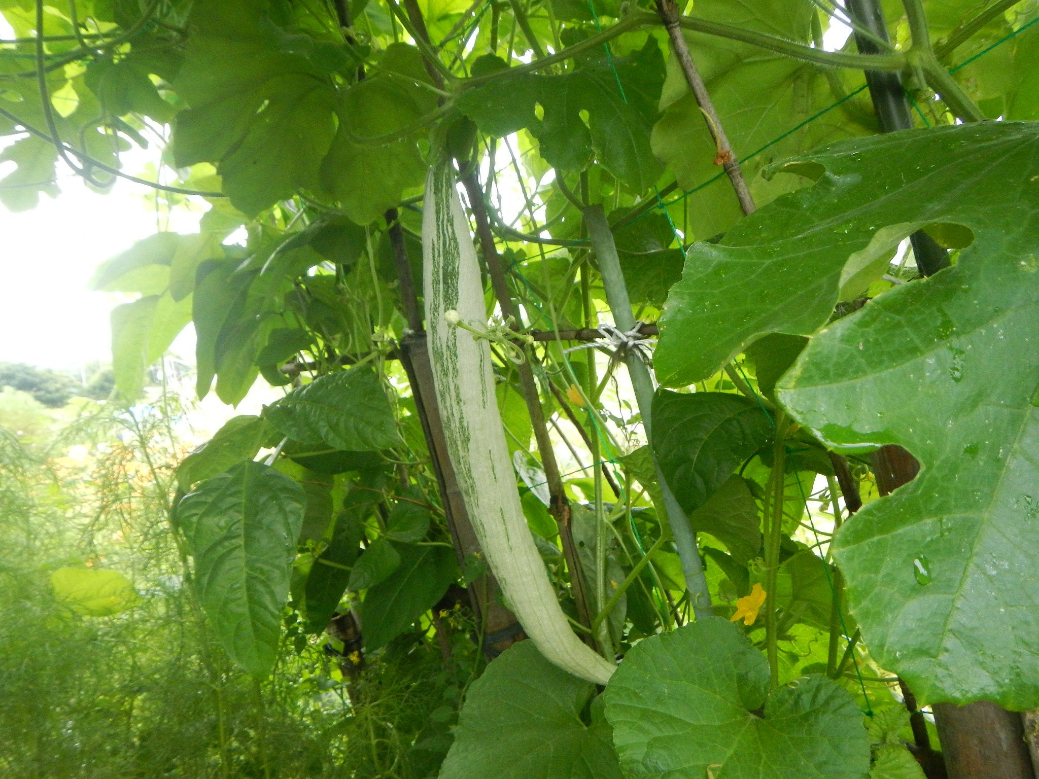 初栽培の「蛇瓜」…収穫！ | 癒し草のブログ