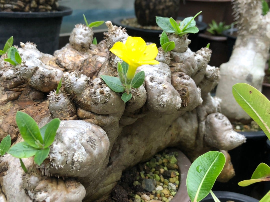 パキポディウムの花芽がチラホラ | コタブロ日記 多肉植物・ヤシ・蘇鉄 