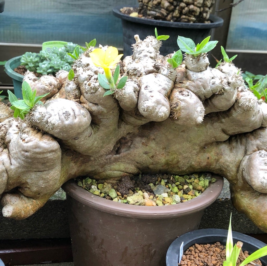 パキポディウムの花芽がチラホラ | コタブロ日記 多肉植物・ヤシ 