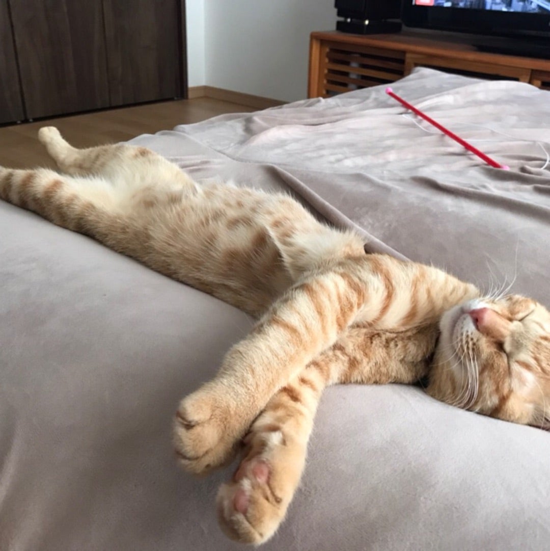 猫侵入対策DIY完了！の記事画像