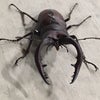 今年初のノコギリクワガタの画像