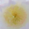 エキノプシス属のサボテンの花の画像