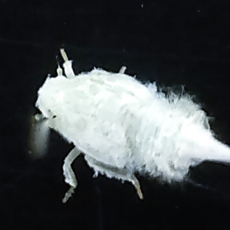白い虫の新着記事 アメーバブログ アメブロ
