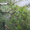 大雨で実家のエゴの木が……の画像