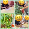 トマトの収穫と七夕製作⭐︎の画像