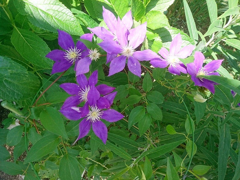 今日の花と花言葉 クレマチス バラ 青 Minamijujiseiのブログ