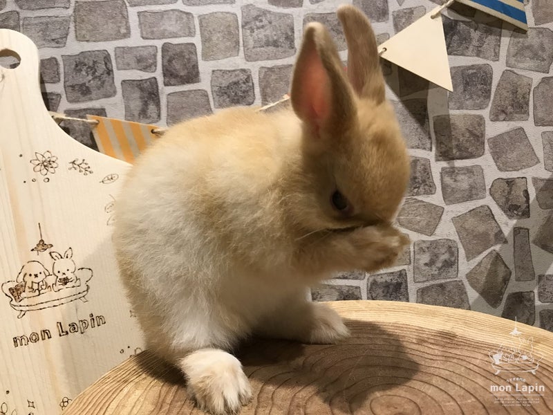 ウサギが顔を洗う様子です 札幌のうさぎ専門店 Mon Lapin のブログ
