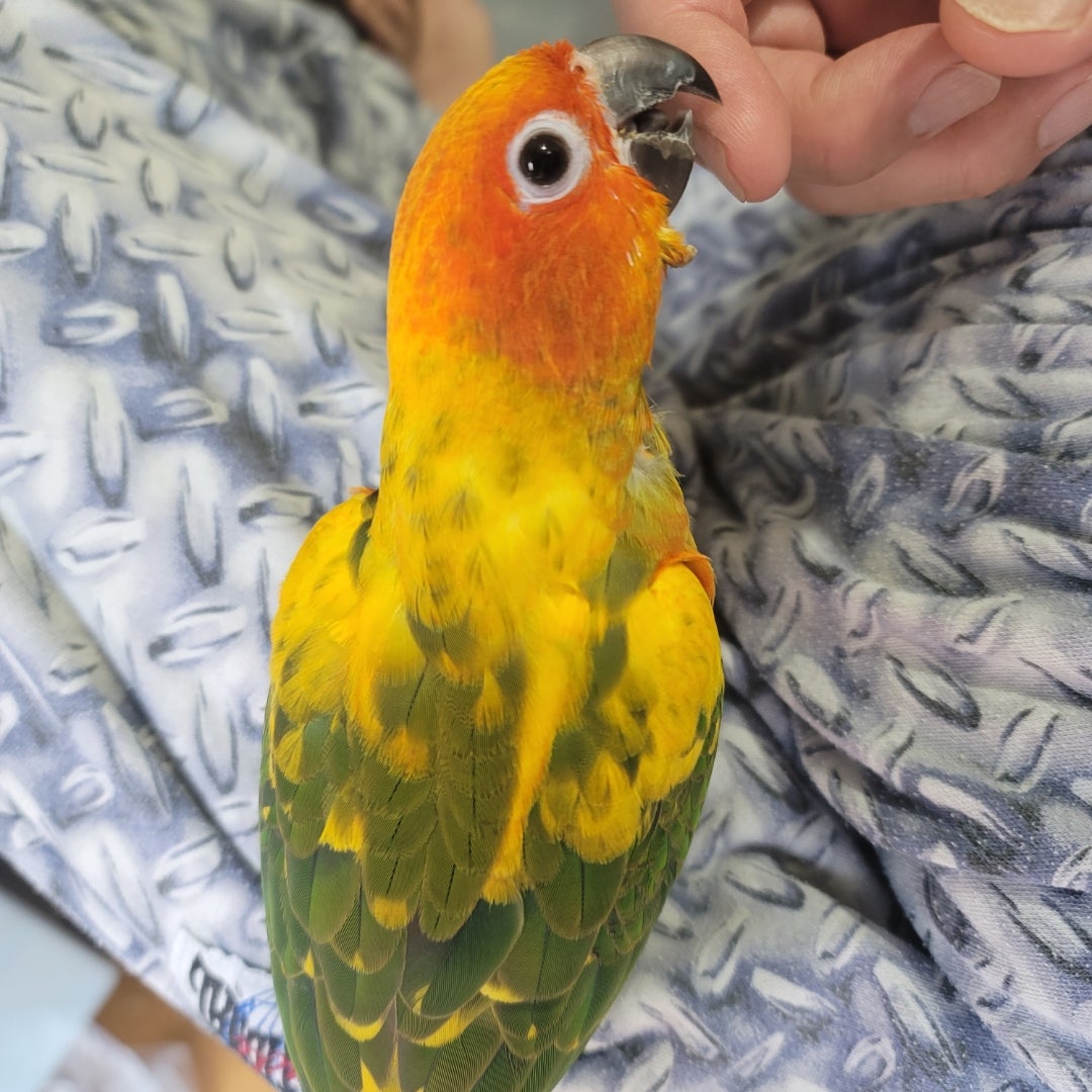 ミミズクのお顔になって来たね 乳ガンと闘った妻 美人薄命 ママに捧げた ひまわりの約束