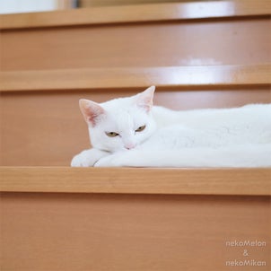 暑い日は、家の中に猫が落ちてます。の画像