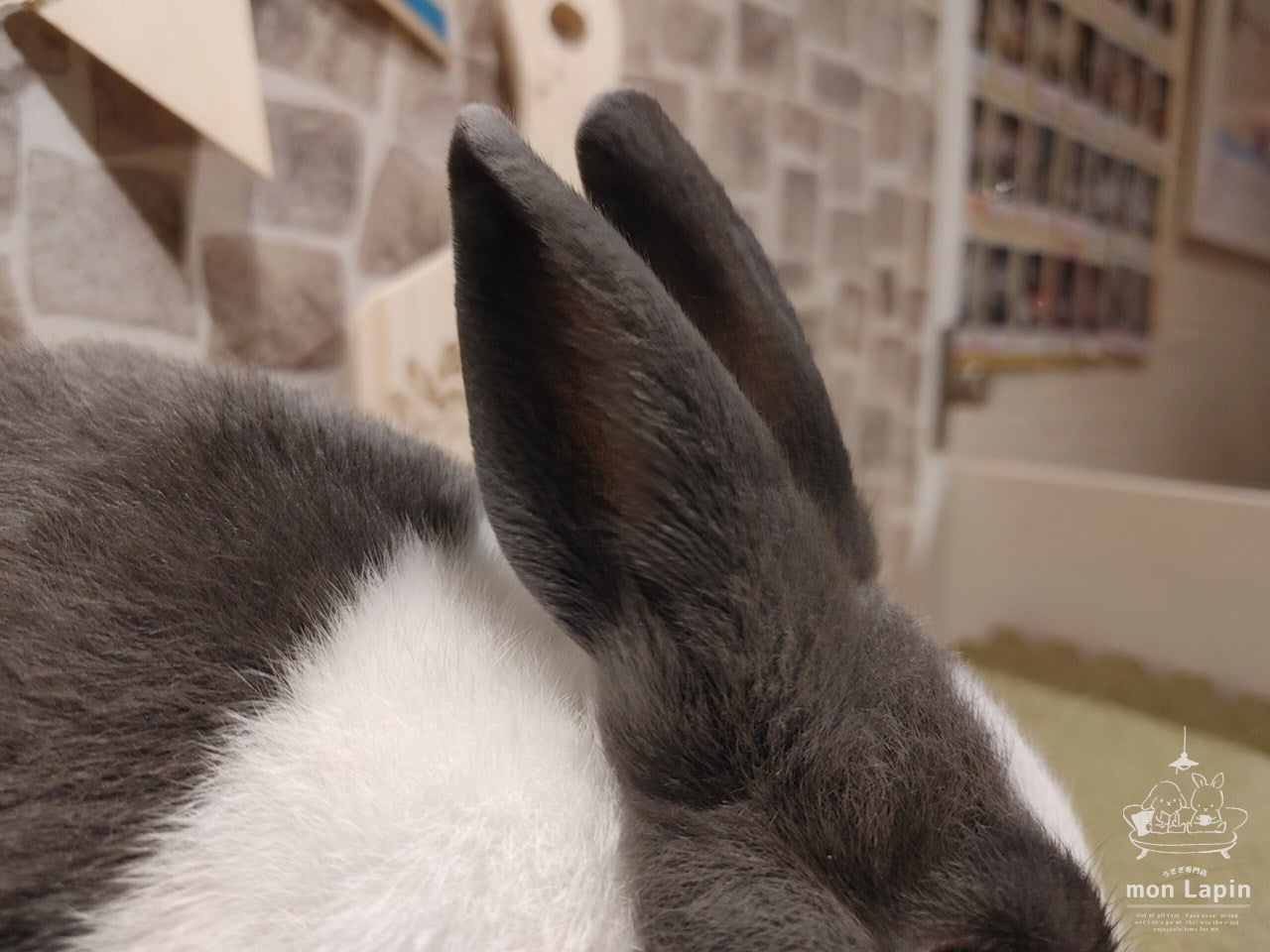 ☆耳から見るウサギの違い☆ | 札幌のうさぎ専門店“mon Lapin”のブログ