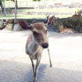 奈良の鹿