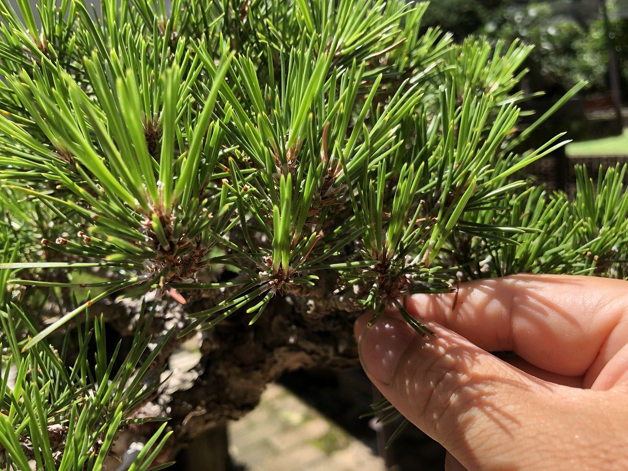 文人黒松と山採り杜松 | Vintage Bonsai 〜盆栽&北欧ヴィンテージ〜 文人黒松と山採り杜松 | Vintage Bonsai 〜盆栽&北欧ヴィンテージ〜