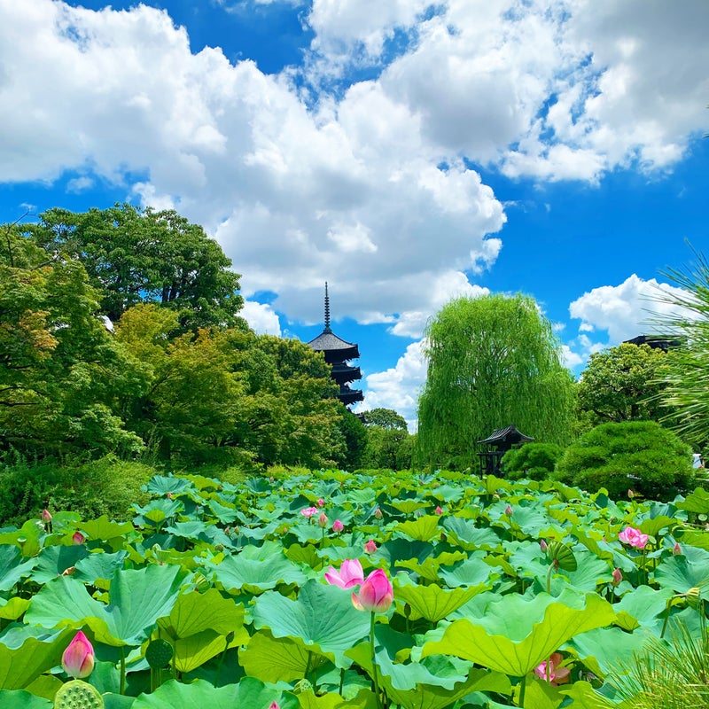 京都　東寺　蓮の花　五重塔　写真
